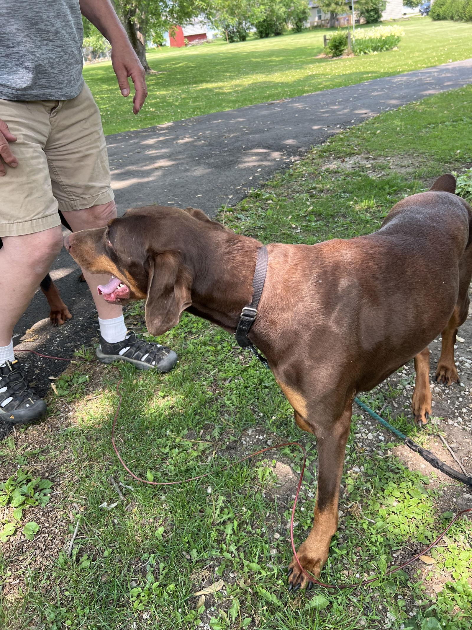 Enlarge Dolce, a Adopted Doberman Pinscher in Minneapolis, MN image 3/3
