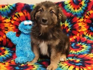 Enlarge Titan, an adopted mixed breed in Anaconda, MT image 1/2