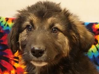 Enlarge Titan, an adopted mixed breed in Anaconda, MT image 2/2