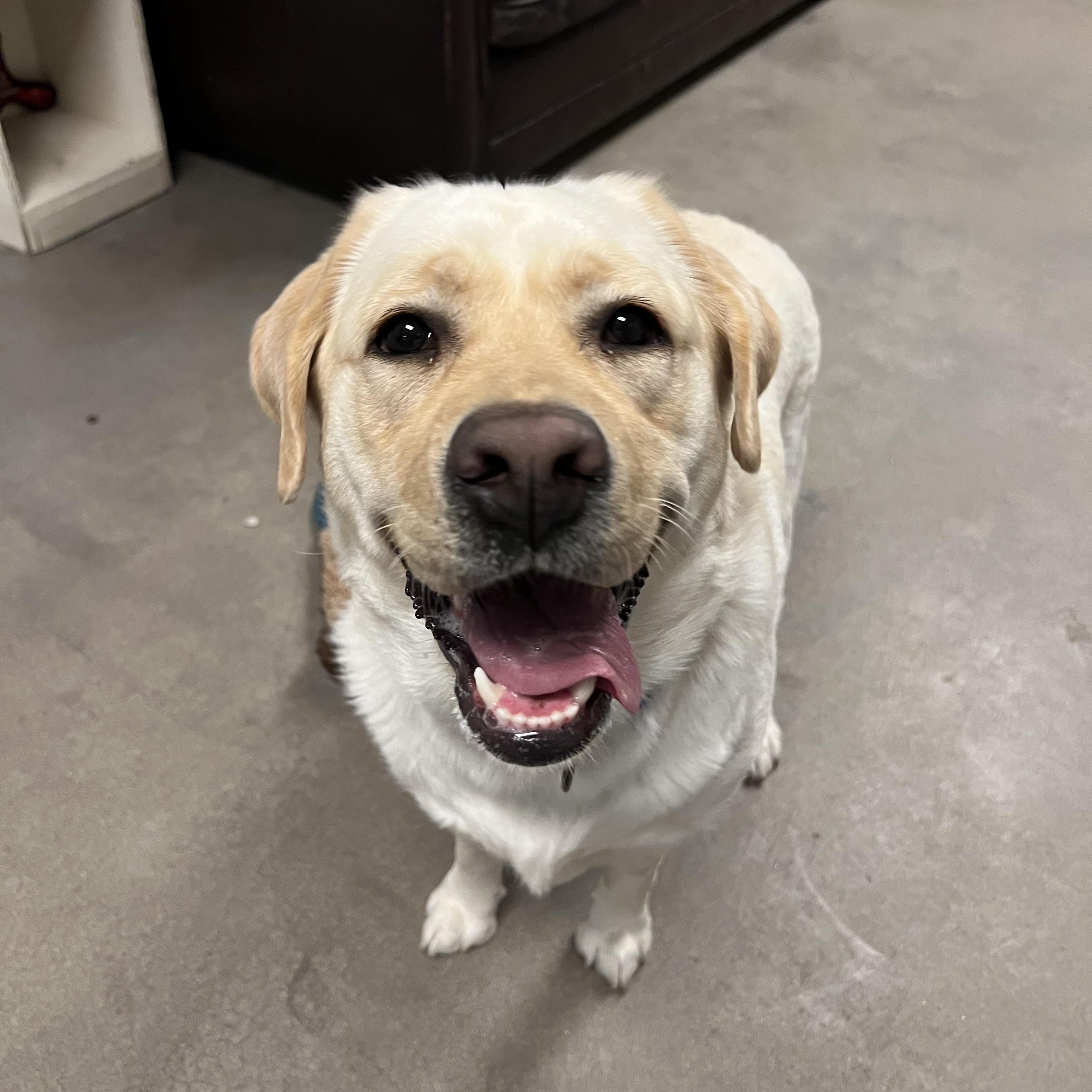 Enlarge Amarilla, an adopted Yellow Labrador Retriever in Buena Vista, CO image 1/4