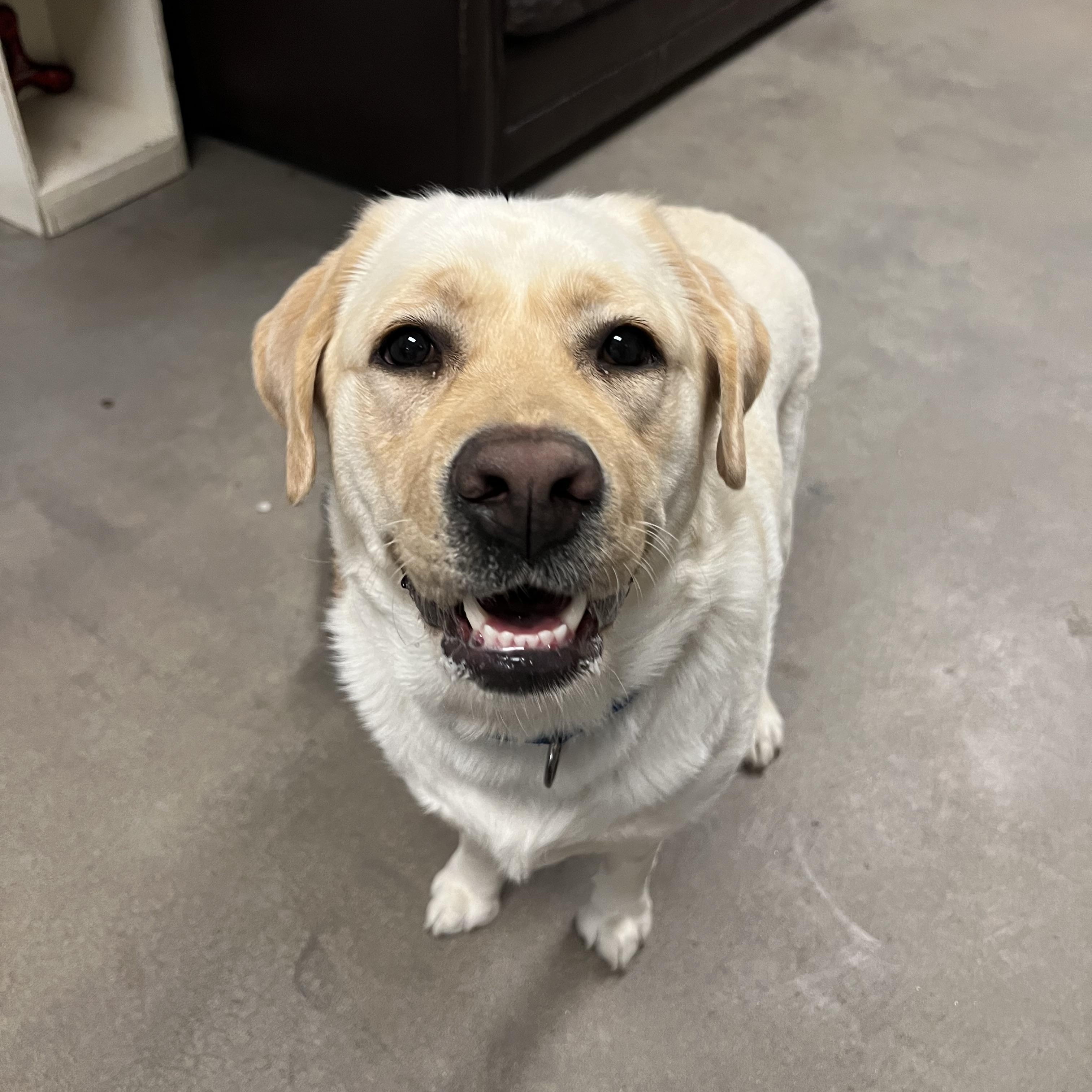Enlarge Amarilla, an adopted Yellow Labrador Retriever in Buena Vista, CO image 4/4