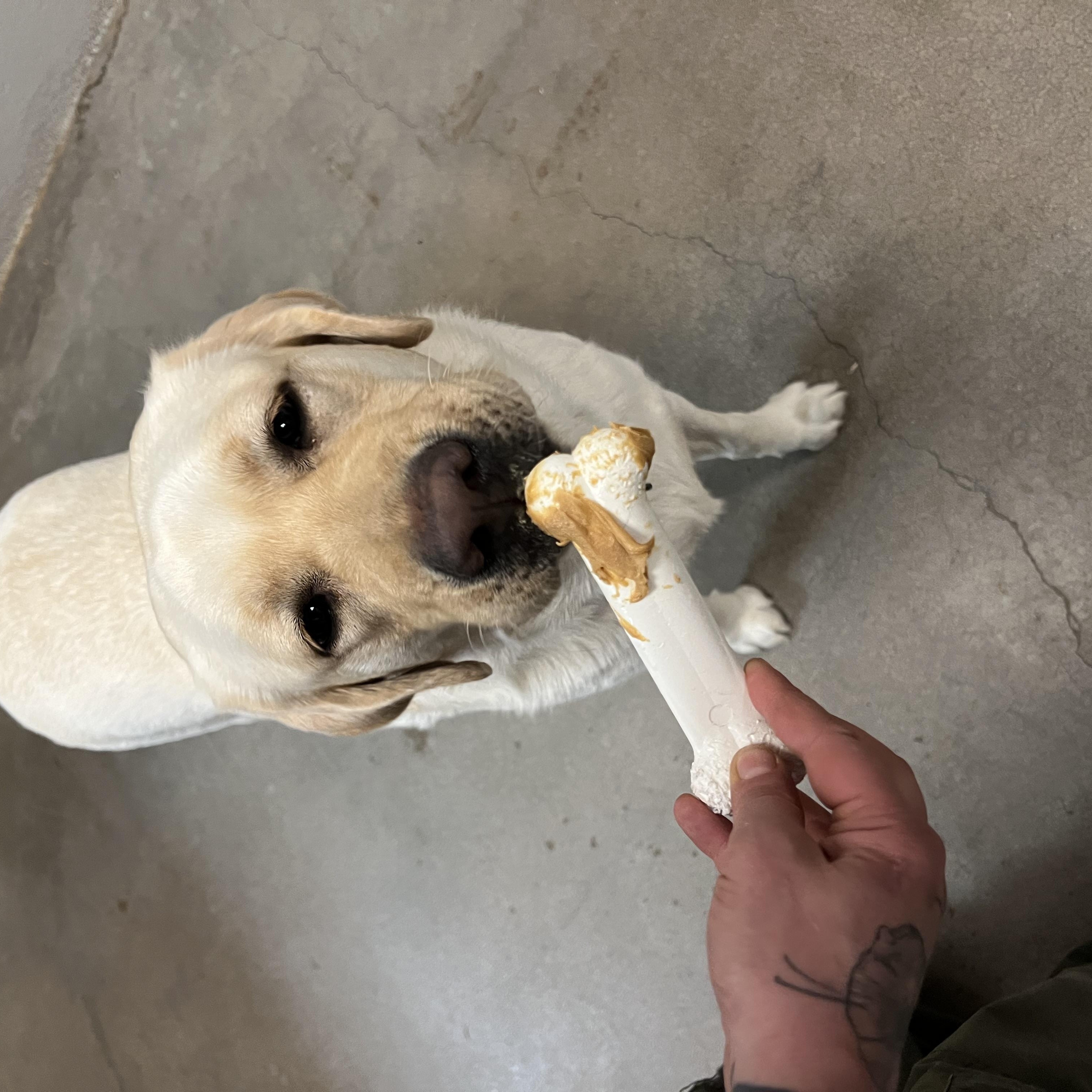 Enlarge Amarilla, an adopted Yellow Labrador Retriever in Buena Vista, CO image 3/4