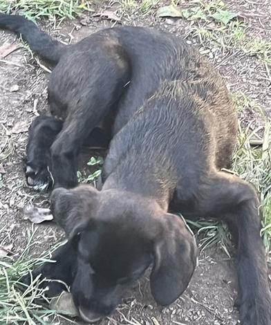 Aggie, an adoptable Labradoodle, Poodle in Liverpool, TX, 77577 | Photo Image 3