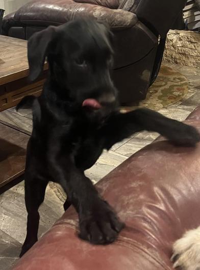 Aggie, an adoptable Labradoodle, Poodle in Liverpool, TX, 77577 | Photo Image 4