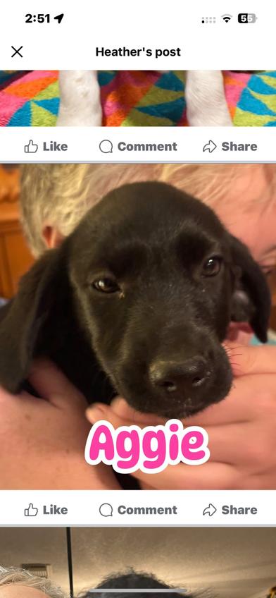 Aggie, an adoptable Labradoodle, Poodle in Liverpool, TX, 77577 | Photo Image 5