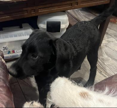 Aggie, an adoptable Labradoodle, Poodle in Liverpool, TX, 77577 | Photo Image 1