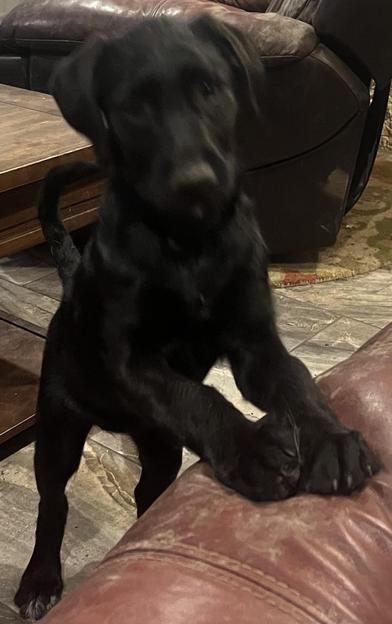 Aggie, an adoptable Labradoodle, Poodle in Liverpool, TX, 77577 | Photo Image 2