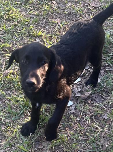 Aggie, an adoptable Labradoodle, Poodle in Liverpool, TX, 77577 | Photo Image 6