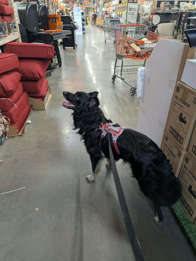 Enlarge Putzi TN #5236, a Adoptable mixed breed in Nashville, TN image 2/6