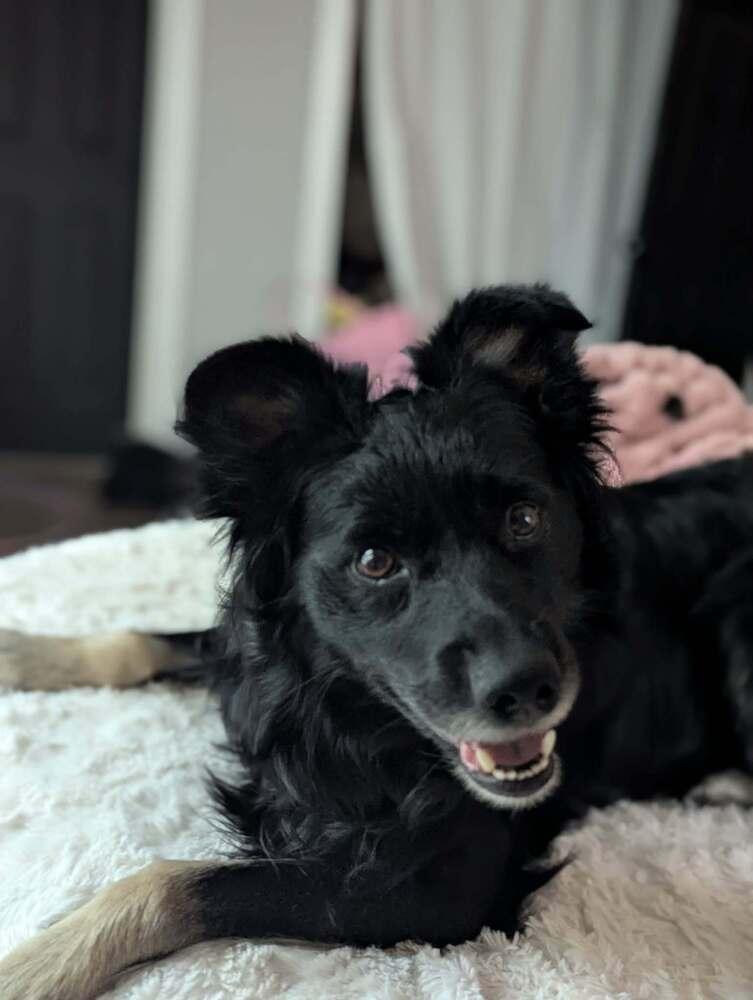 Enlarge Putzi TN #5236, a Adoptable mixed breed in Nashville, TN image 4/6