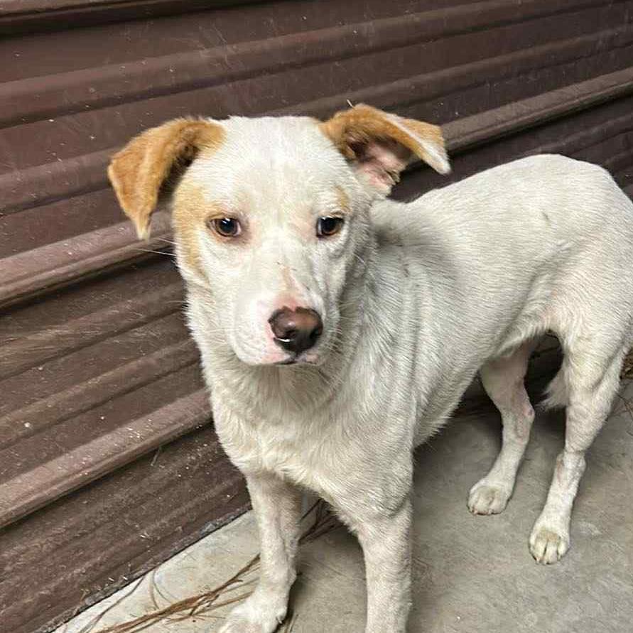 Pancake, Adoptable, Young Male Mixed Breed.