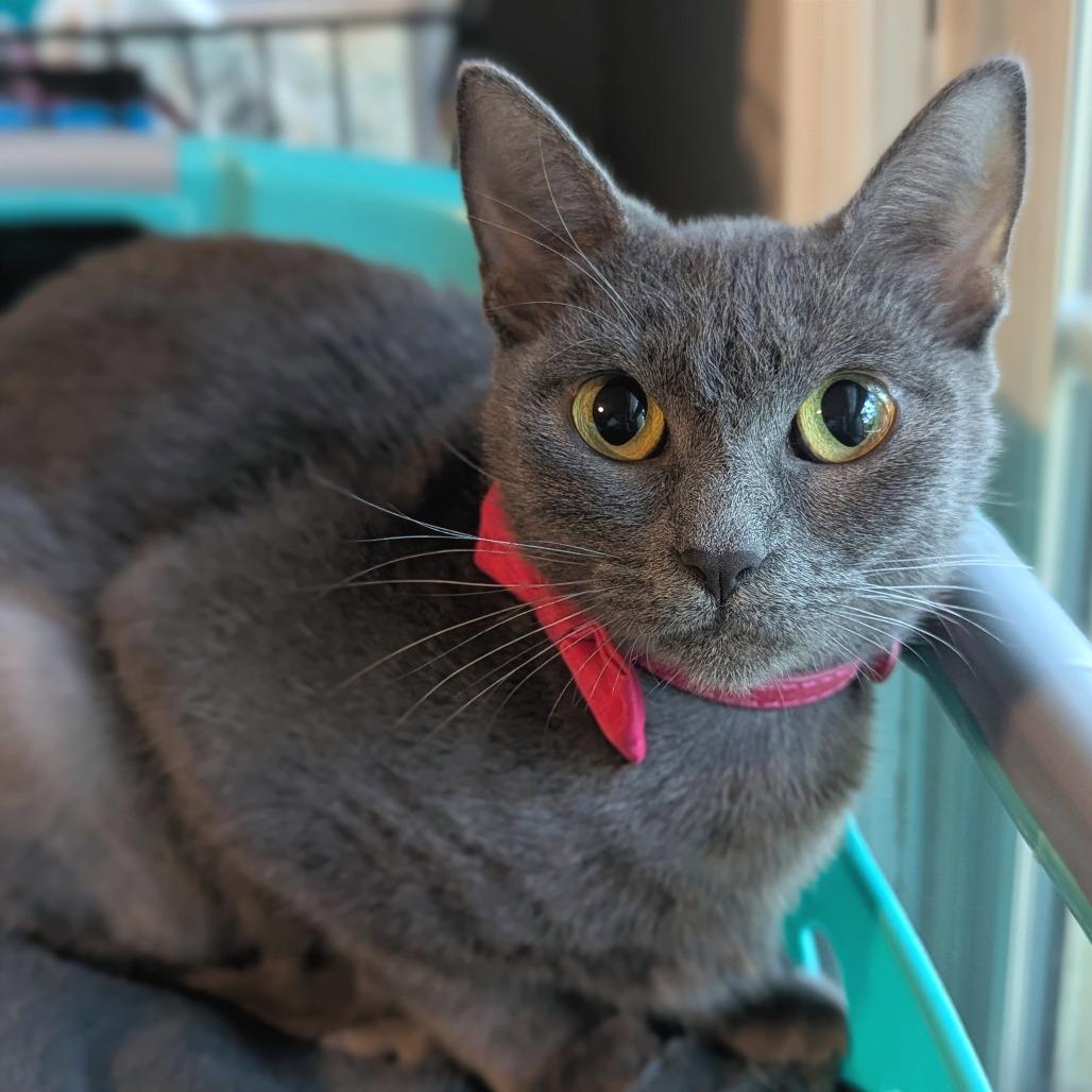 Fifi, ADOPTABLE, Young Female Domestic Short Hair & Tabby.