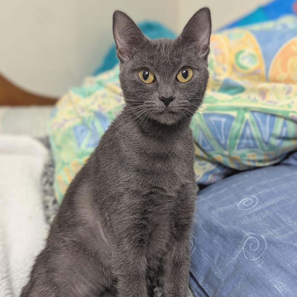 Enlarge Fifi, a ADOPTABLE mixed breed in Helena, AL image 4/5