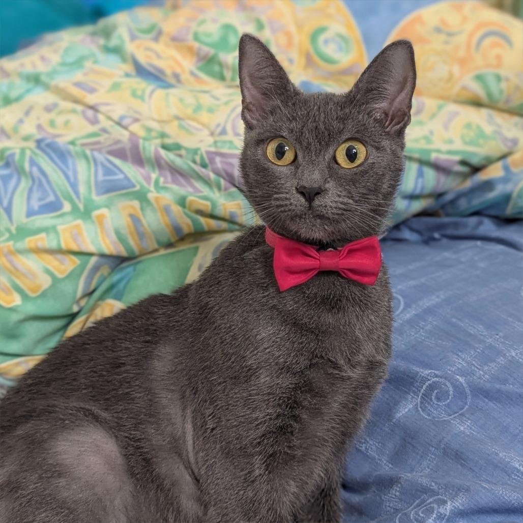 Enlarge Fifi, a ADOPTABLE mixed breed in Helena, AL image 2/5