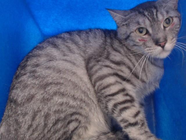ELENORE, Adoptable, Adult Male Domestic Short Hair.