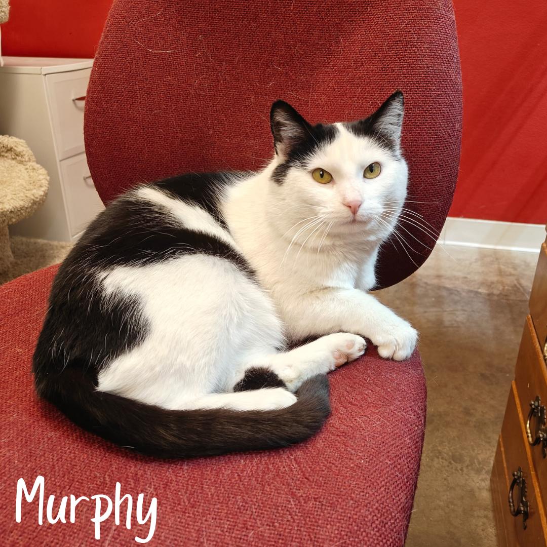 Murphy, ADOPTABLE, Adult Male Domestic Short Hair.