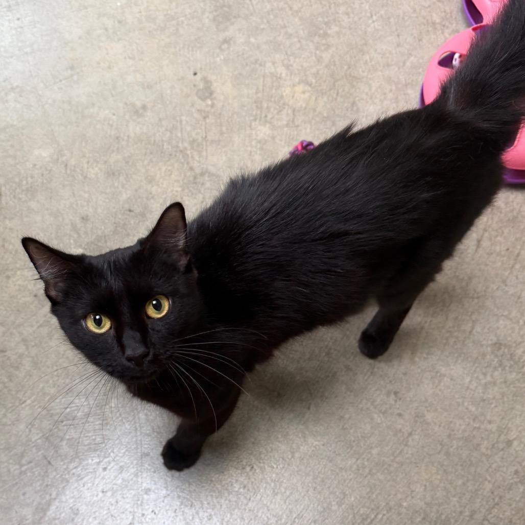 Nyla, Adoptable, Young Female Domestic Short Hair.