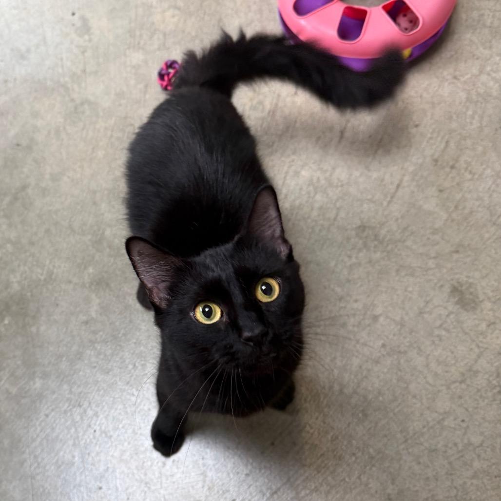 Nyla, a Adoptable Domestic Short Hair in Fort Bragg, CA image 2/3