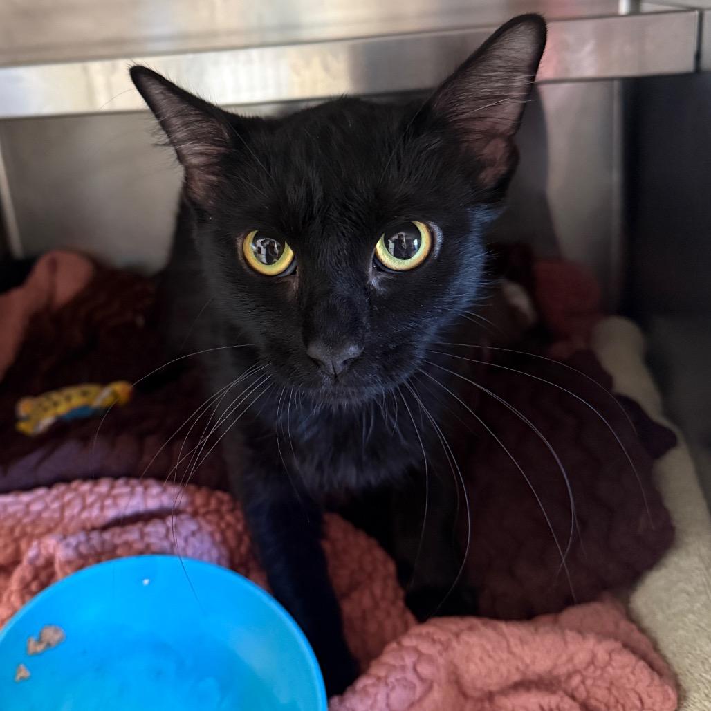 Enlarge Nyla, a Adoptable Domestic Short Hair in Fort Bragg, CA image 1/1