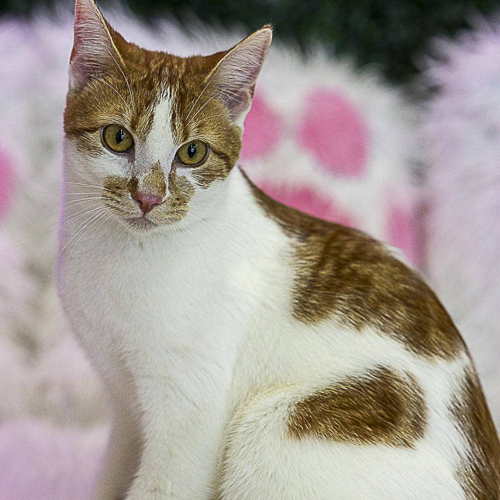 **Cat Cafe** Cleo, a Adoptable Domestic Short Hair in Topeka, KS image 1/5