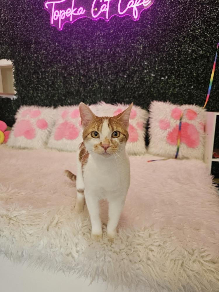 **Cat Cafe** Cleo, a Adoptable Domestic Short Hair in Topeka, KS image 2/5