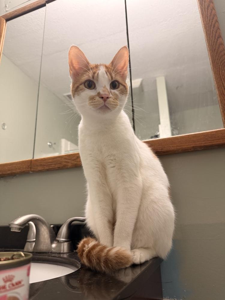 **Cat Cafe** Cleo, a Adoptable Domestic Short Hair in Topeka, KS image 3/5