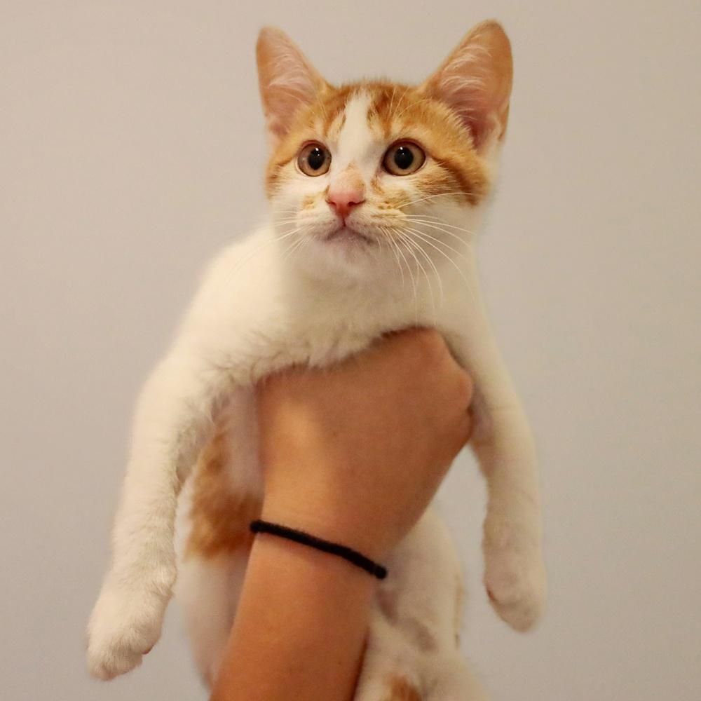 **Cat Cafe** Cleo, a Adoptable Domestic Short Hair in Topeka, KS image 4/5