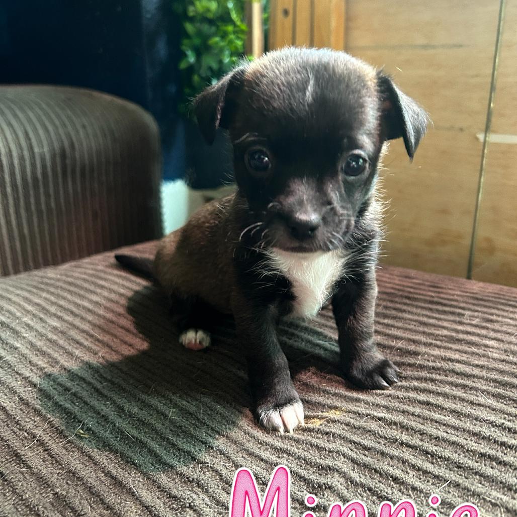 Enlarge Minnie, a Adoptable mixed breed in Ferndale, WA image 2/2