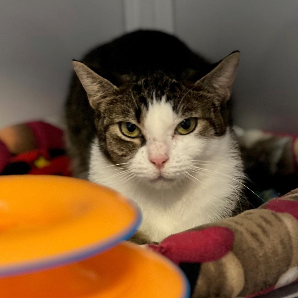 Enlarge Penny, a Adoptable Domestic Short Hair in Sarasota, FL image 1/3