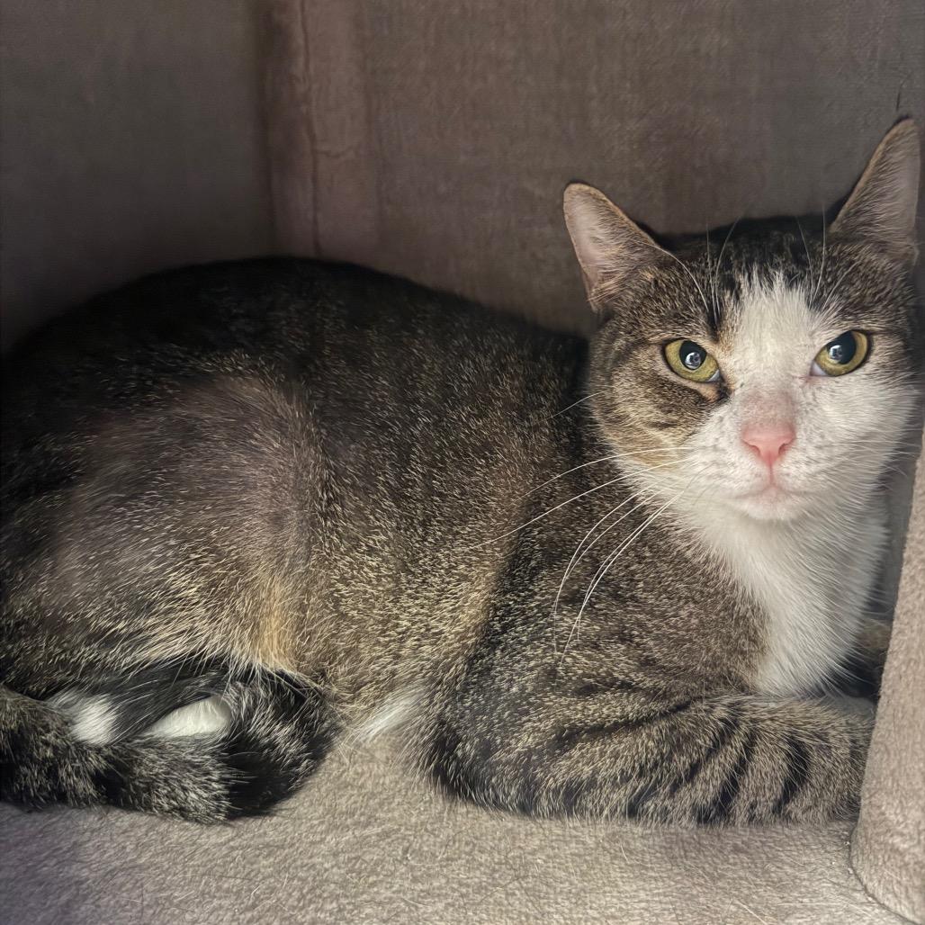 Enlarge Penny, a Adoptable Domestic Short Hair in Sarasota, FL image 2/3