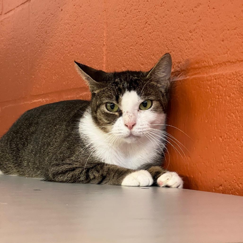 Enlarge Penny, a Adoptable Domestic Short Hair in Sarasota, FL image 3/3