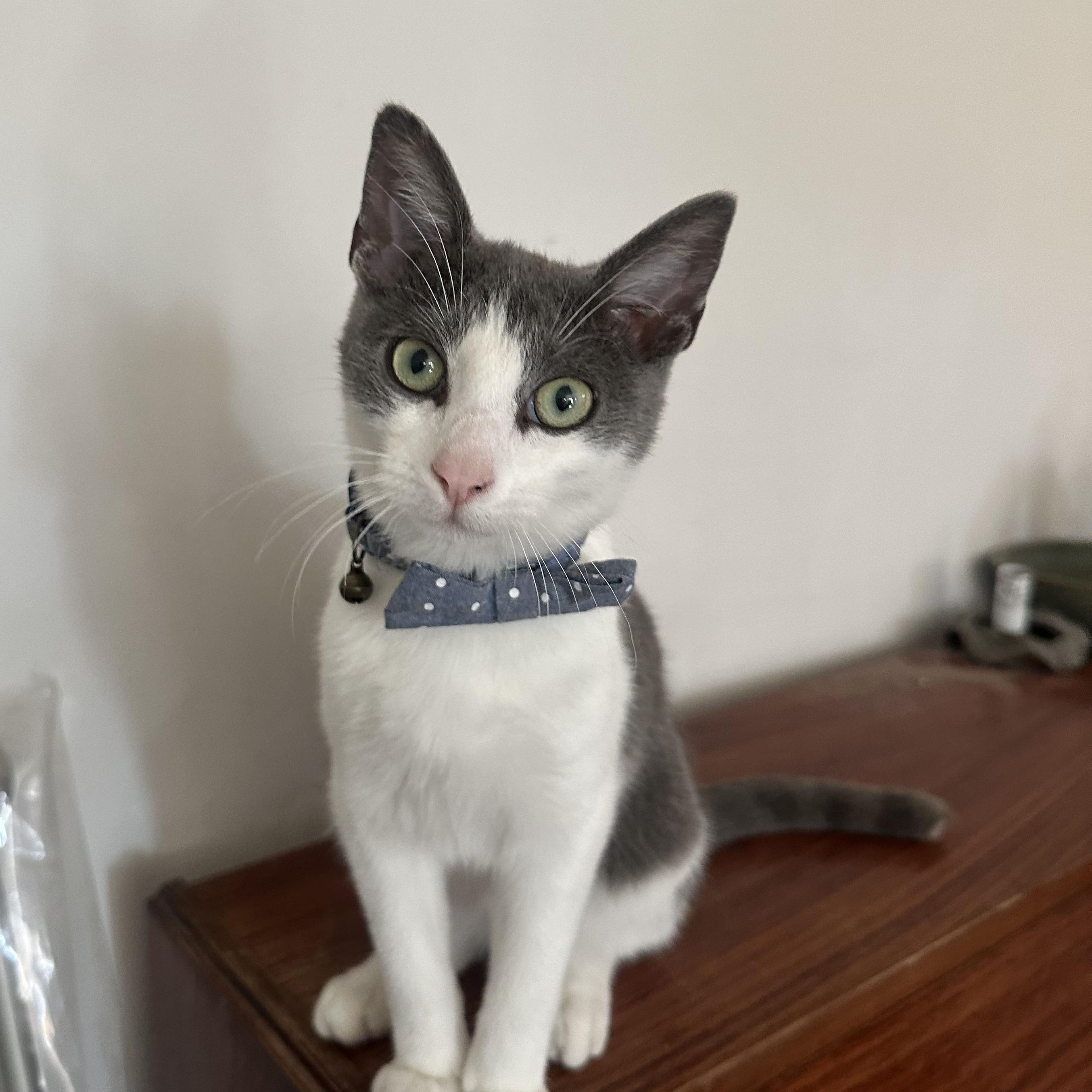 Enlarge Oliver, a Adoptable Domestic Short Hair in Santa Ana, CA image 3/4