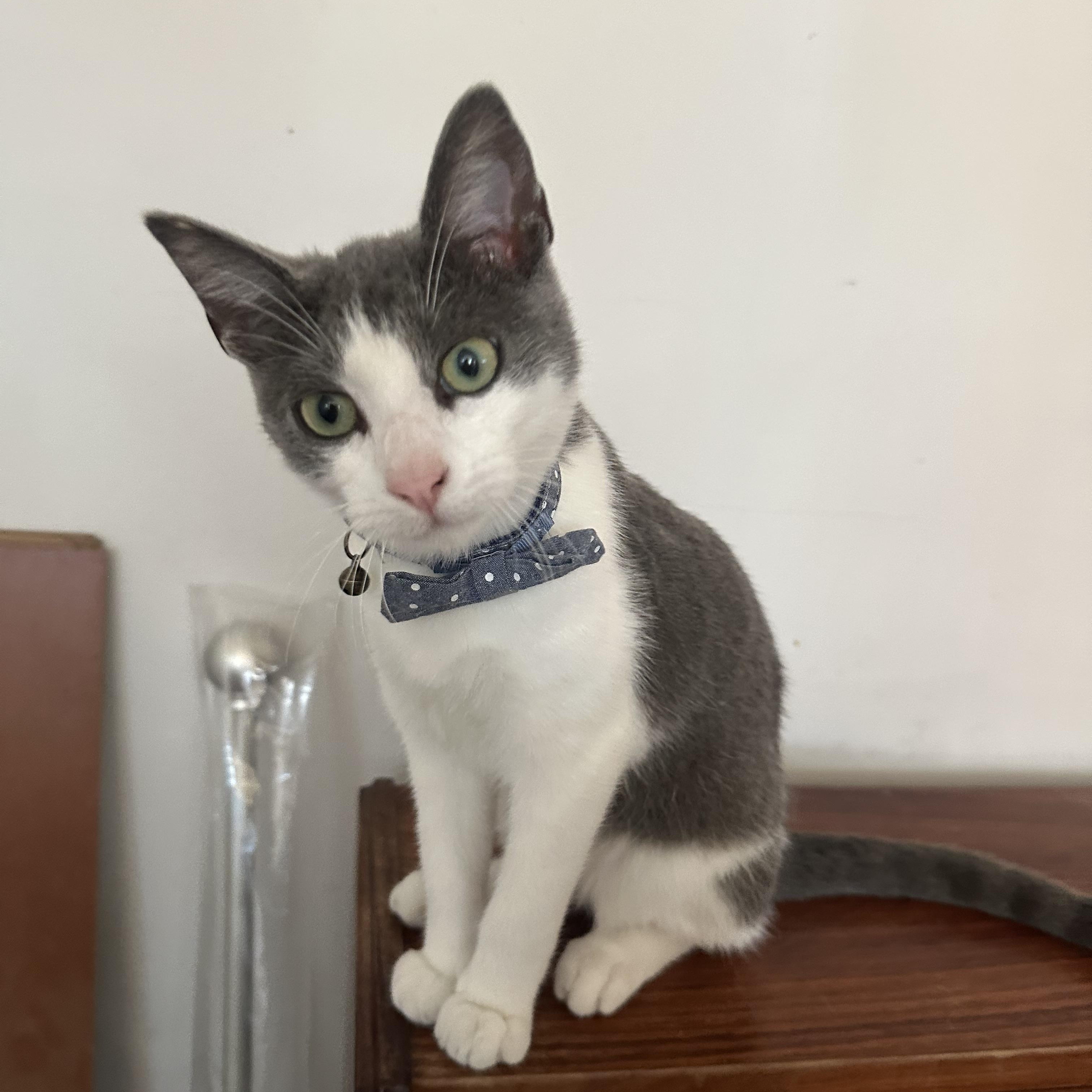 Enlarge Oliver, a Adoptable Domestic Short Hair in Santa Ana, CA image 4/4