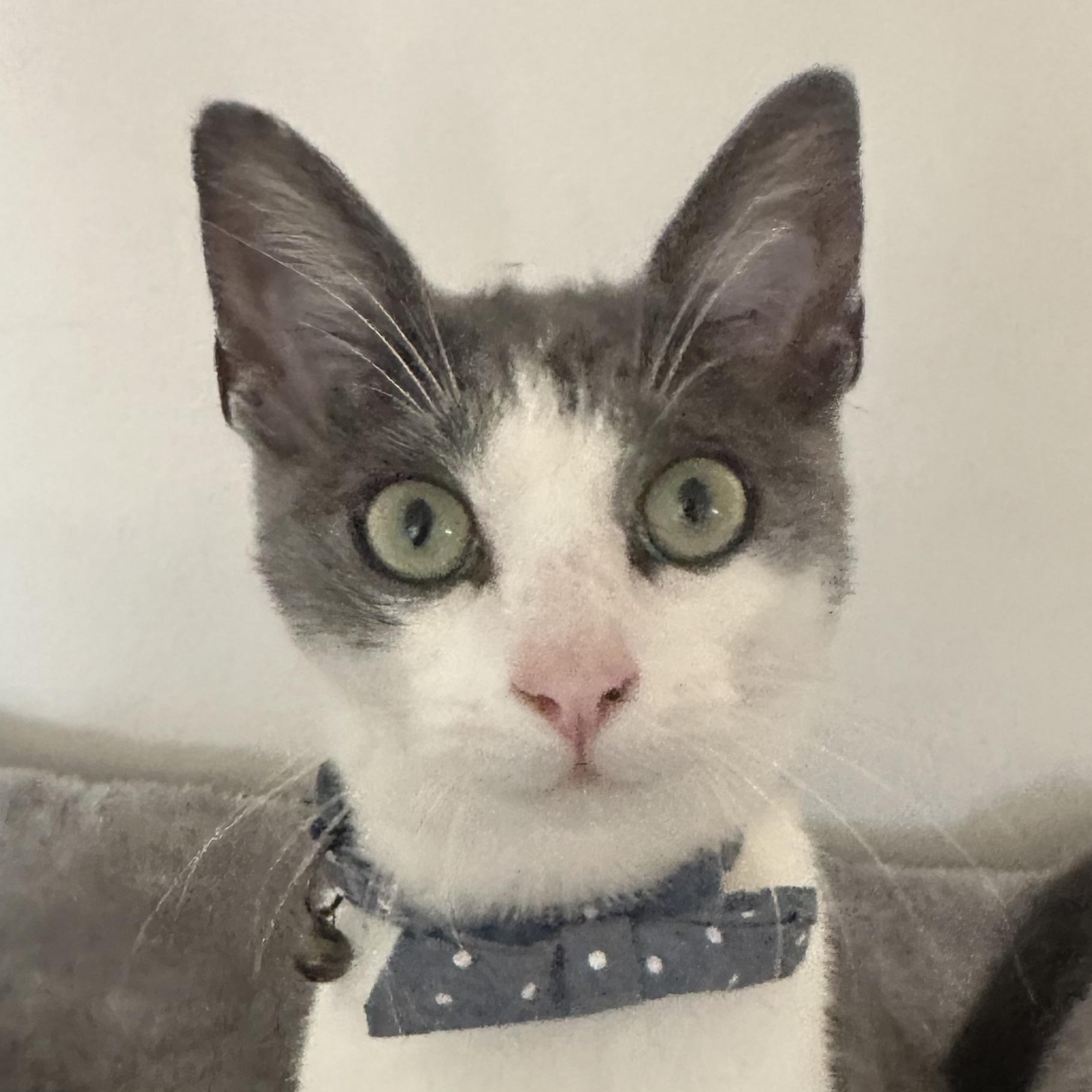 Enlarge Oliver, a Adoptable Domestic Short Hair in Santa Ana, CA image 1/4