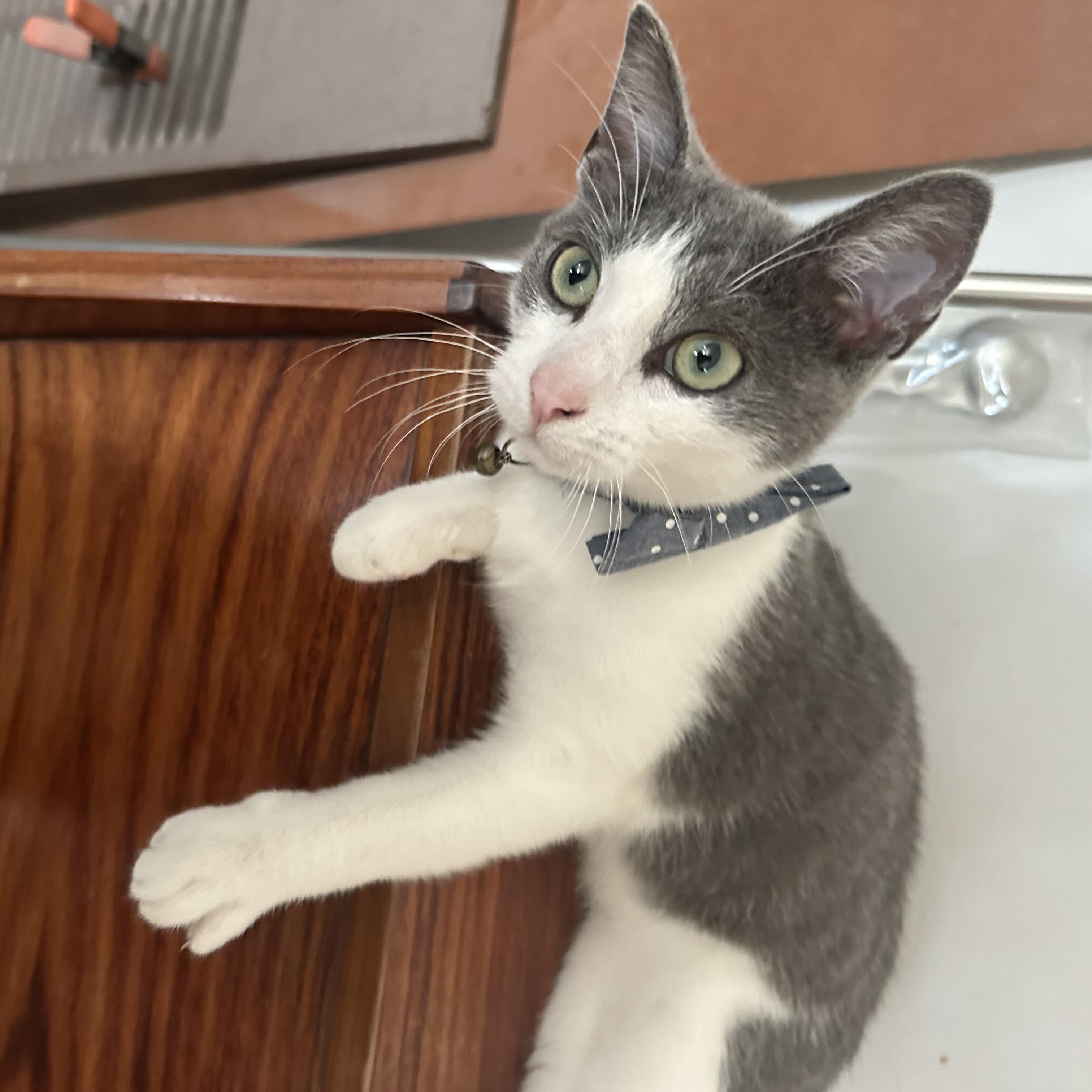 Enlarge Oliver, a Adoptable Domestic Short Hair in Santa Ana, CA image 2/4