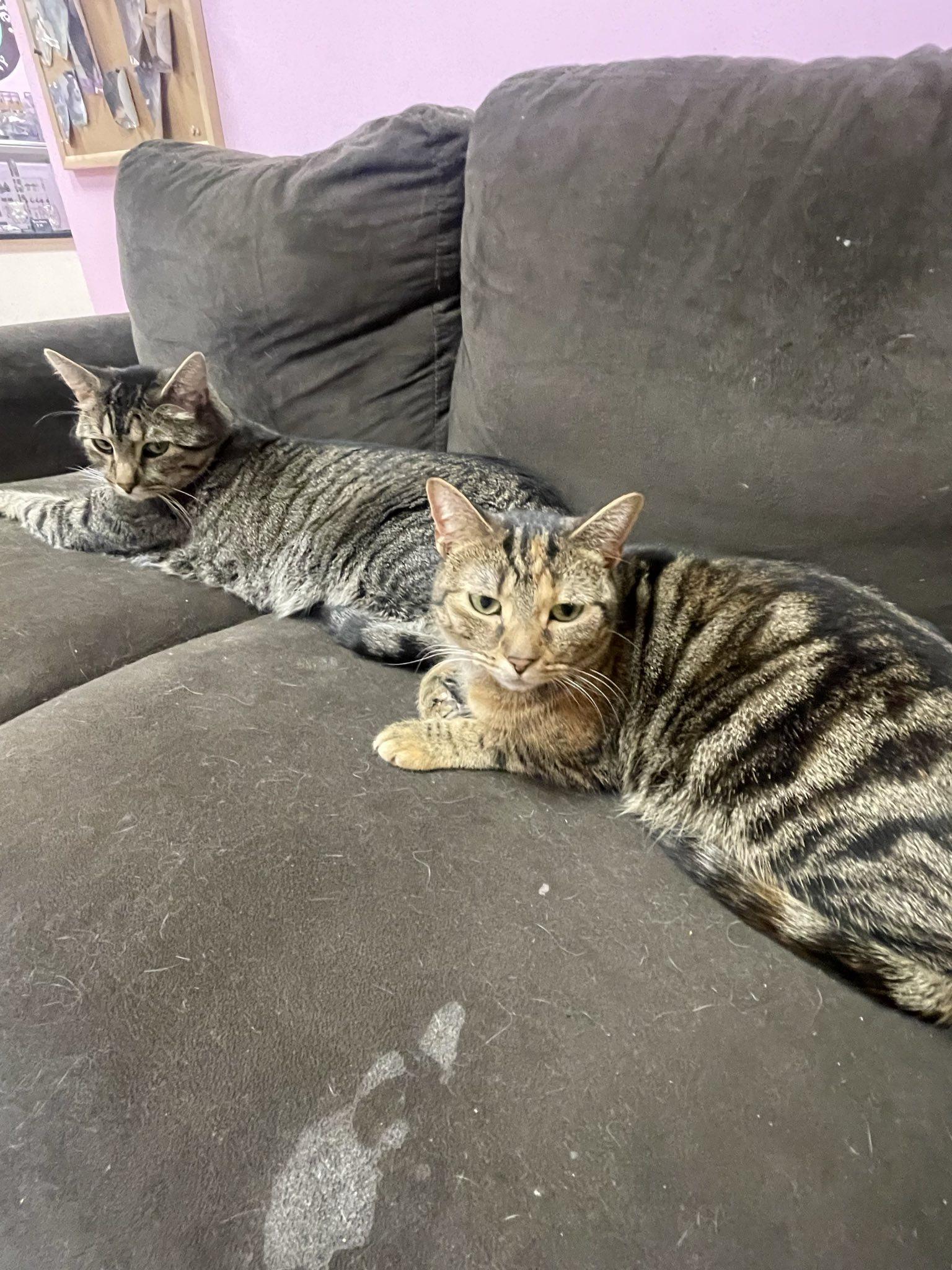 Aurora, a Adoptable Domestic Short Hair in Penfield, NY image 1/5