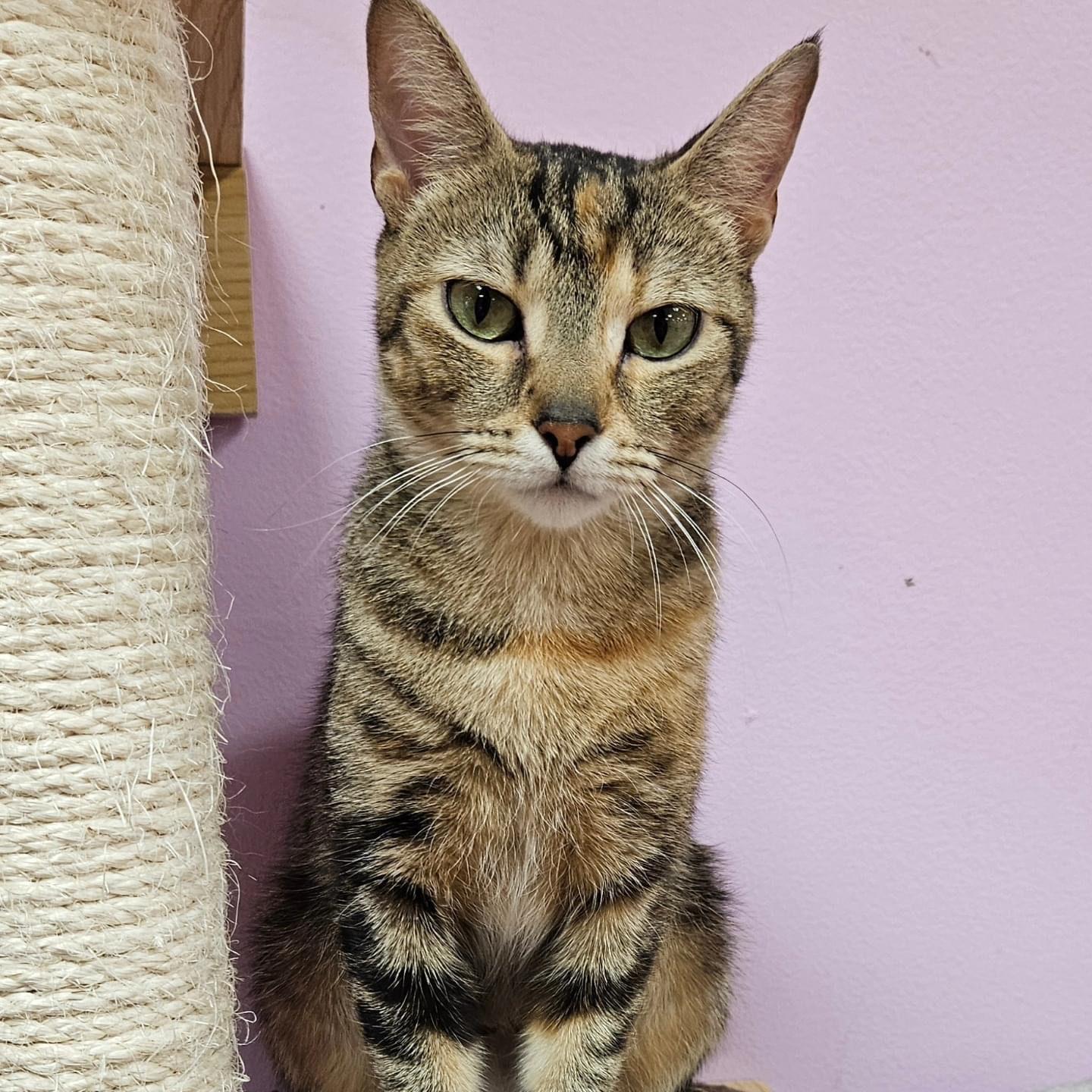 Aurora, a Adoptable Domestic Short Hair in Penfield, NY image 3/5