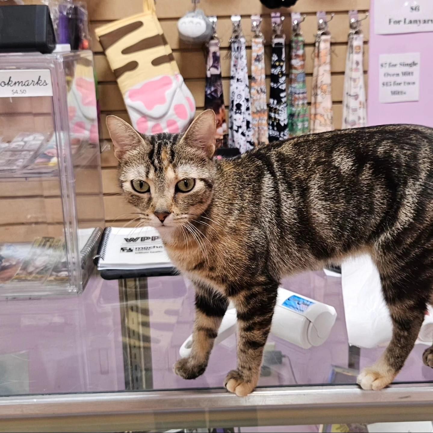 Aurora, a Adoptable Domestic Short Hair in Penfield, NY image 4/5