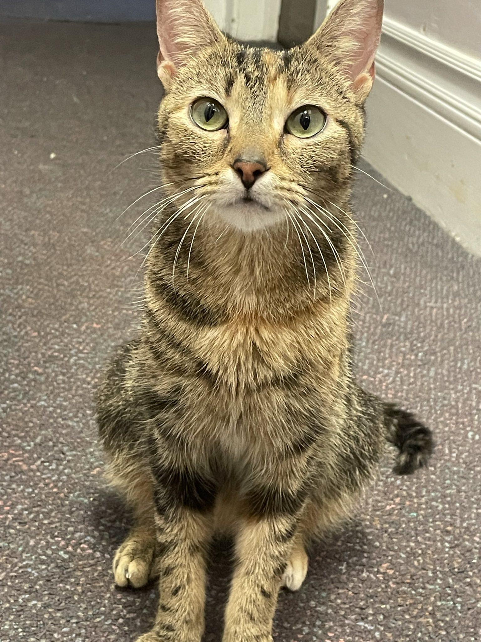 Aurora, a Adoptable Domestic Short Hair in Penfield, NY image 5/5