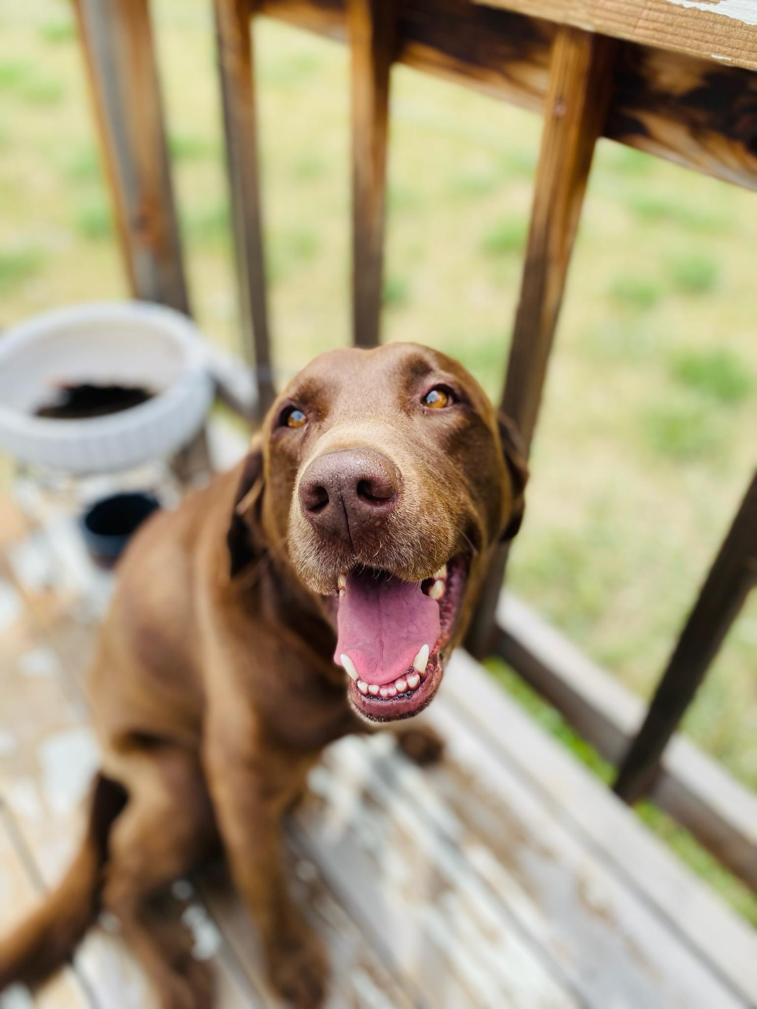 Stanley (CL), ADOPTABLE, Adult Male Chocolate Labrador Retriever.