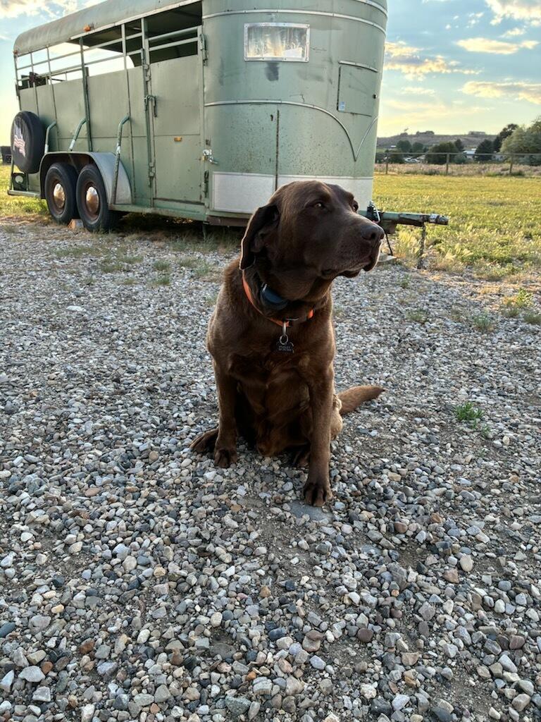 Enlarge Stanley (CL), a ADOPTABLE Chocolate Labrador Retriever in Cody, WY image 2/2