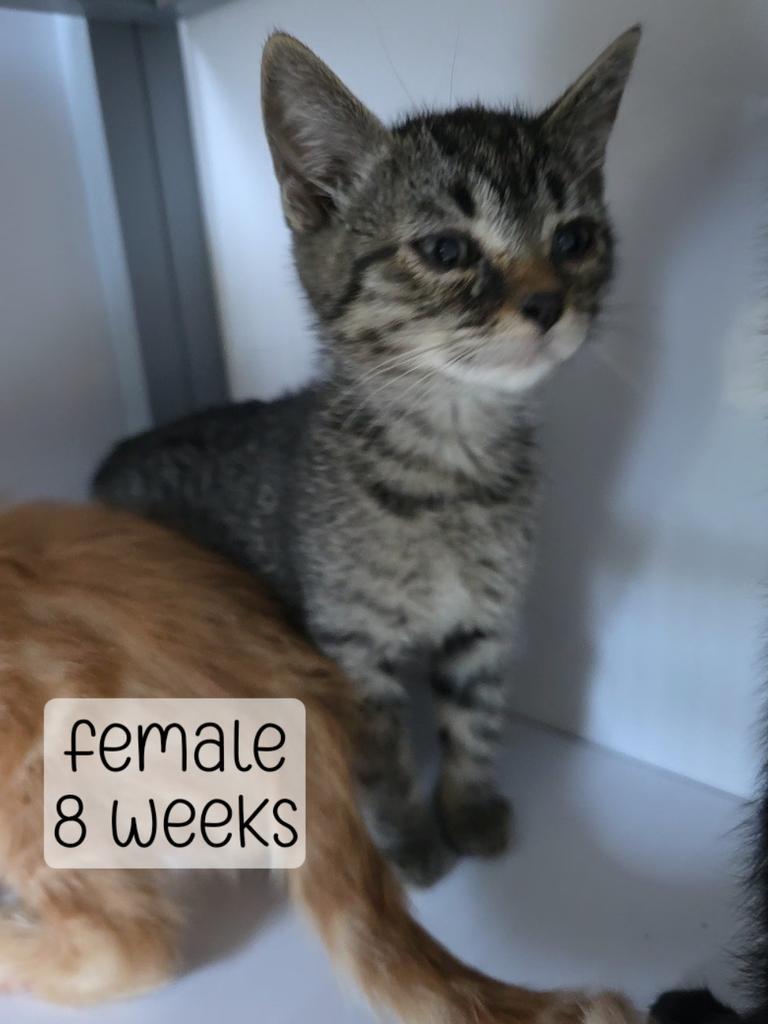 tabby kitten 2, Adoptable, Kitten Female Domestic Medium Hair.