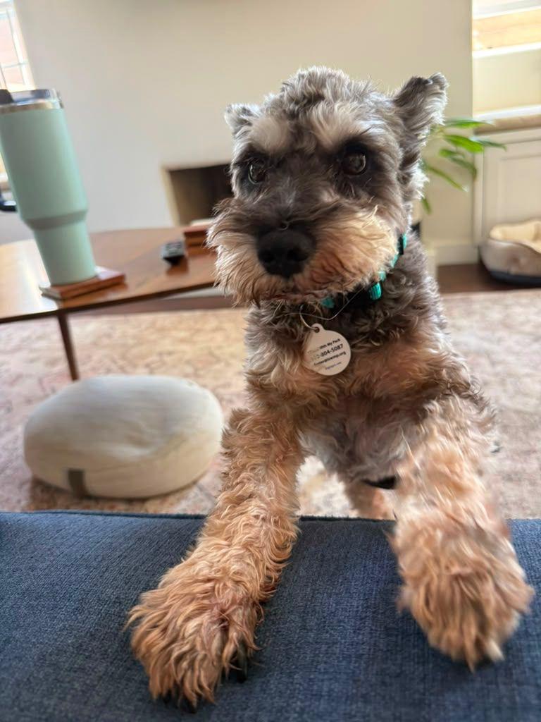 Miniature Schnauzers for Adoption in Quartz Hill, California