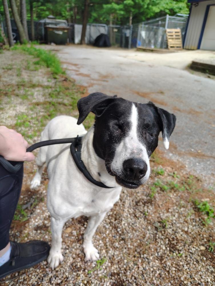 Boo, Adoptable, Adult Female German Shorthaired Pointer.