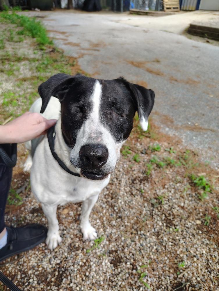 Enlarge Boo, a Adoptable mixed breed in Muskegon, MI image 2/3