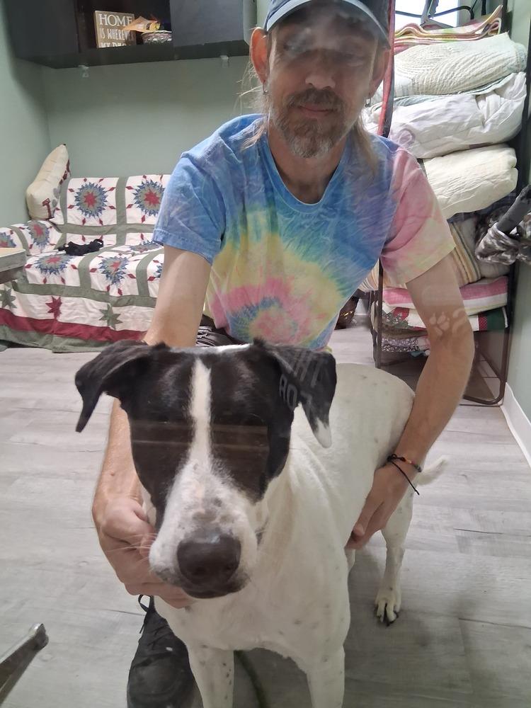Enlarge Boo, a Adoptable mixed breed in Muskegon, MI image 3/3