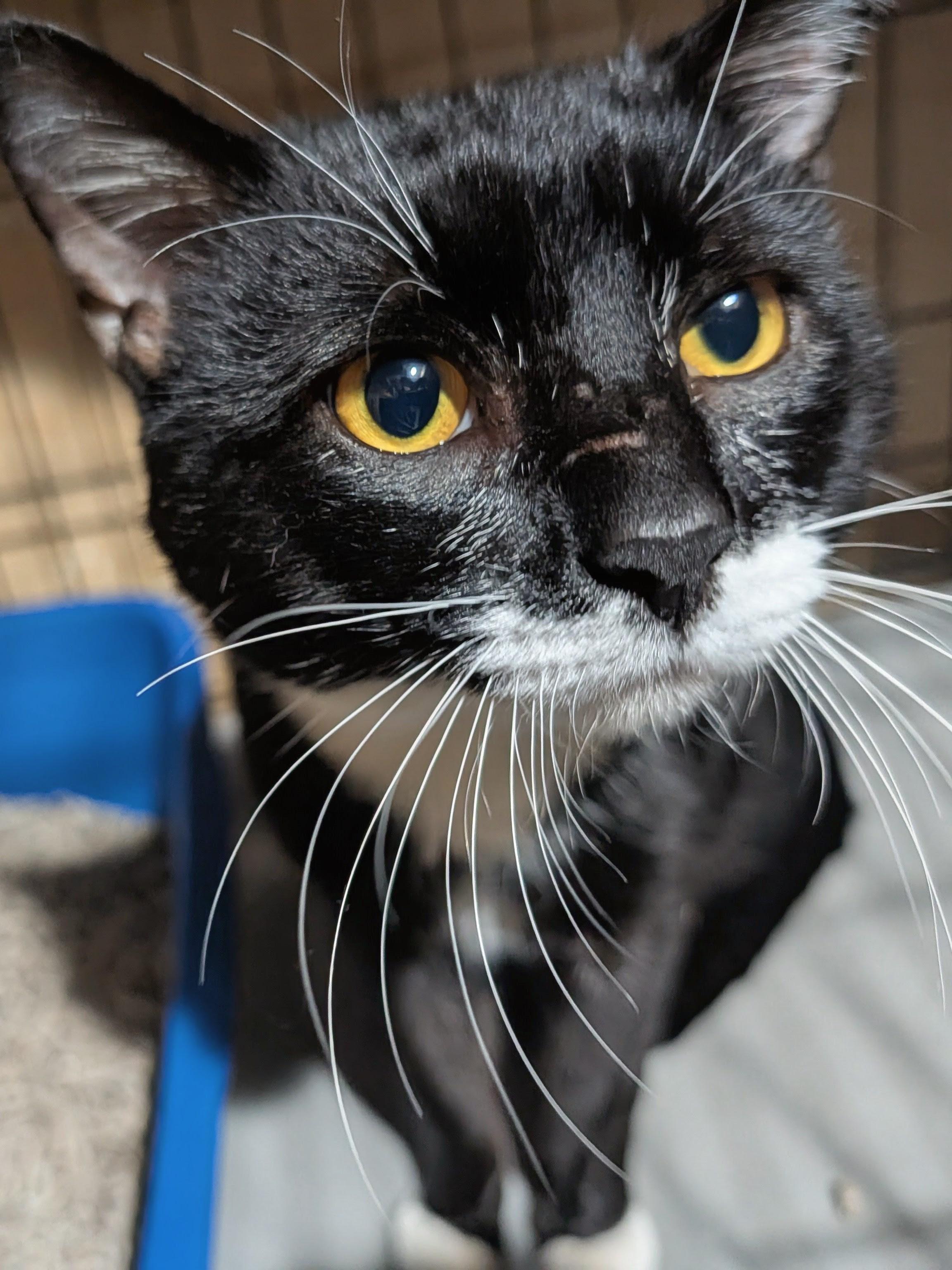 Iggy, an adopted Domestic Short Hair in Ridgewood, NY image 1/3
