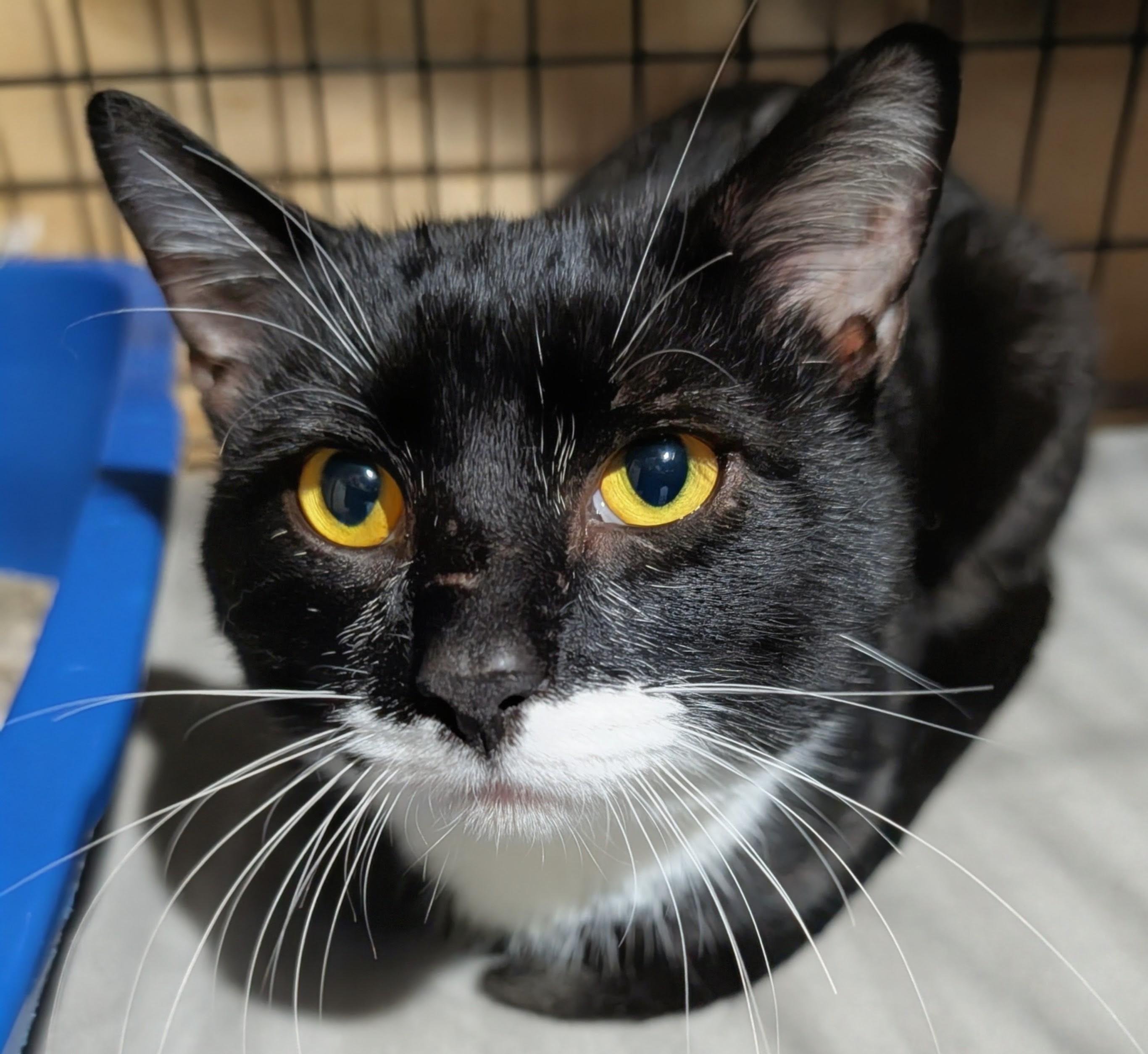 Iggy, an adopted Domestic Short Hair in Ridgewood, NY image 2/3