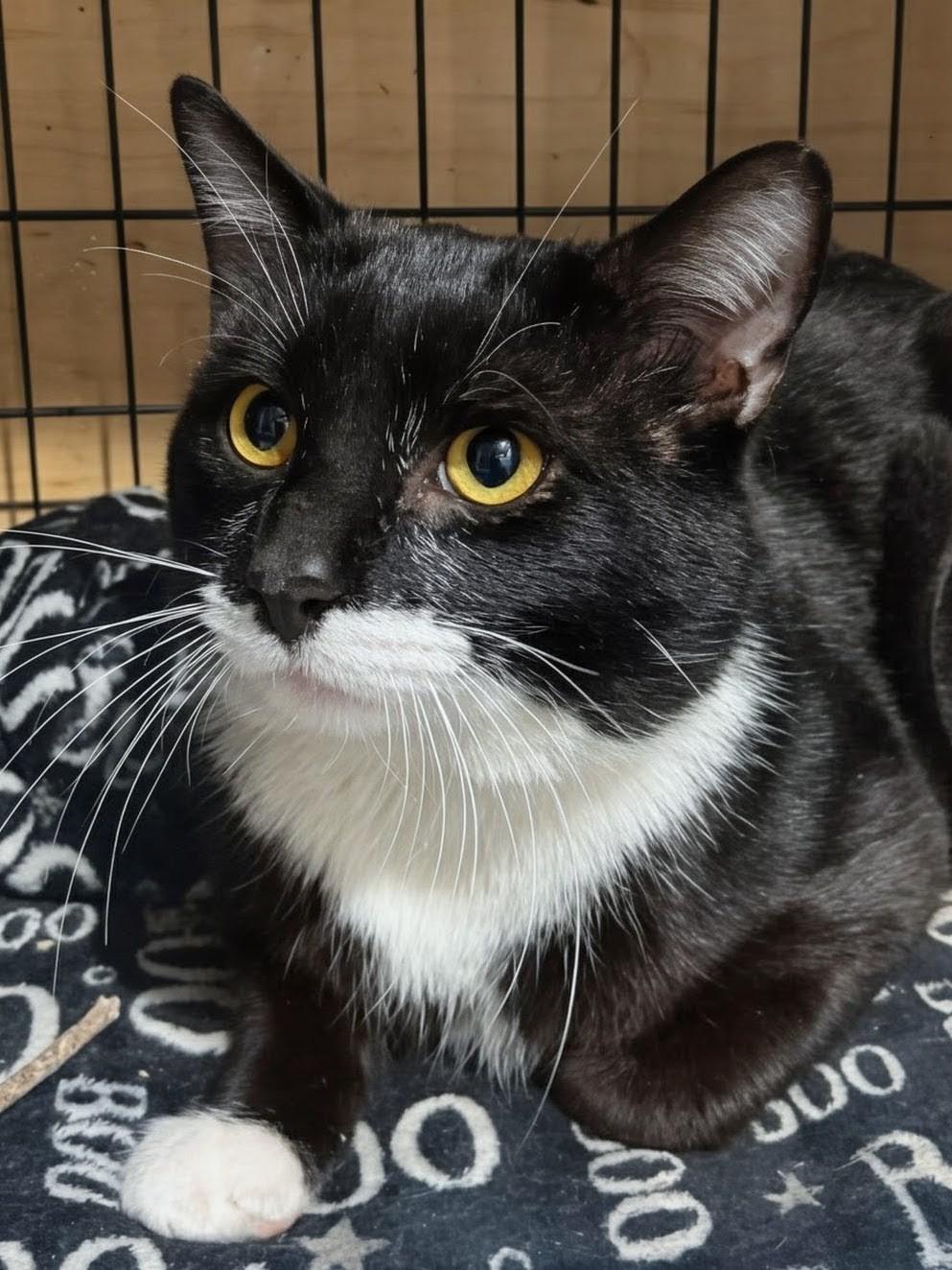 Iggy, an adopted Domestic Short Hair in Ridgewood, NY image 3/3