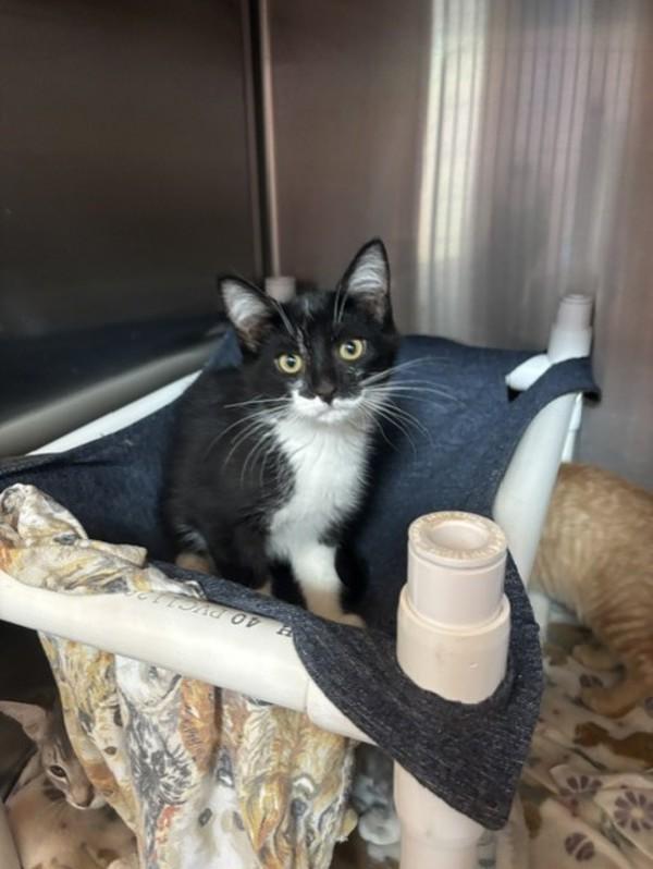Loki, Adoptable, Kitten Female Domestic Short Hair.